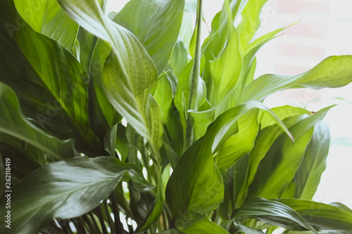 Large leaves of spathiphyllum  illuminated by bright sunlight  indoor plant closeup in soft blurred style for background.