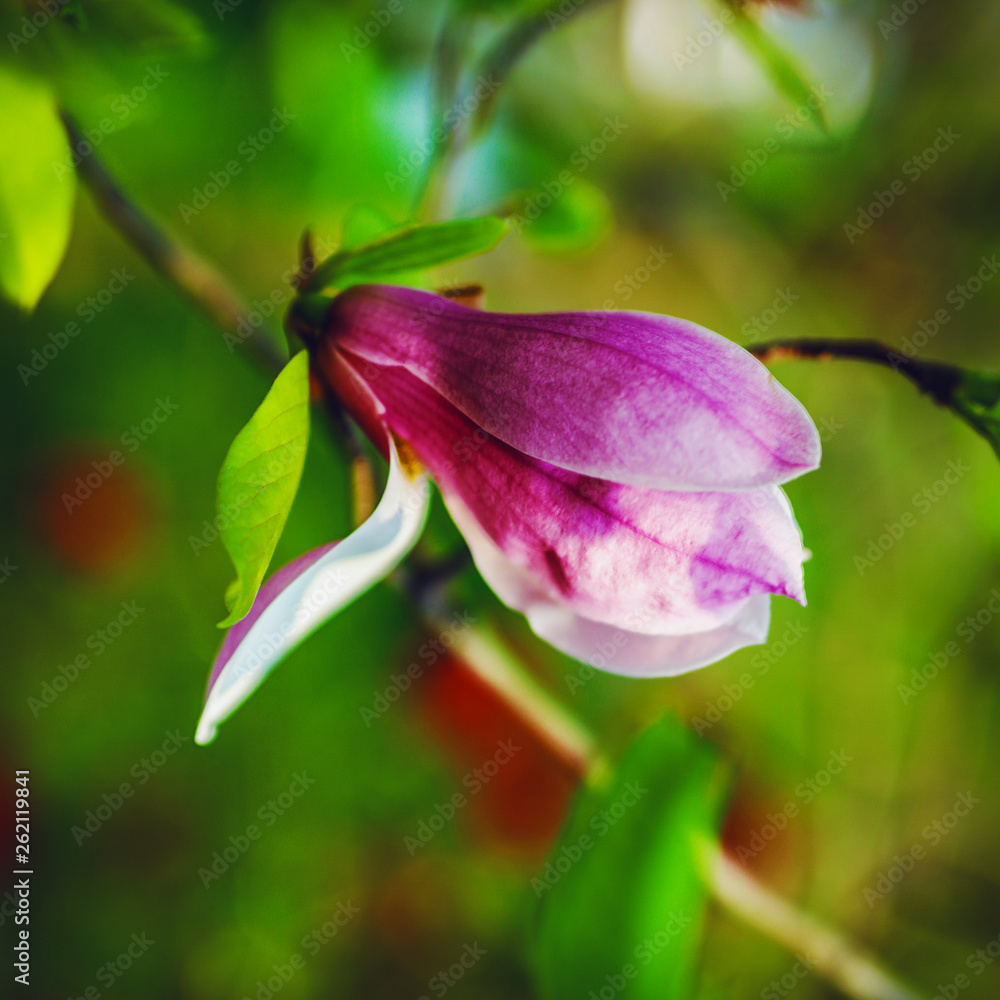 Bright spring floral background close-up. Bright spring floral background close-up.