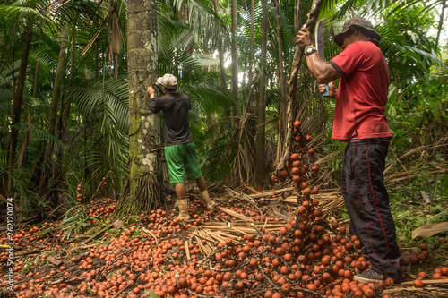 Billede på lærred sustainable extractivism in brazil