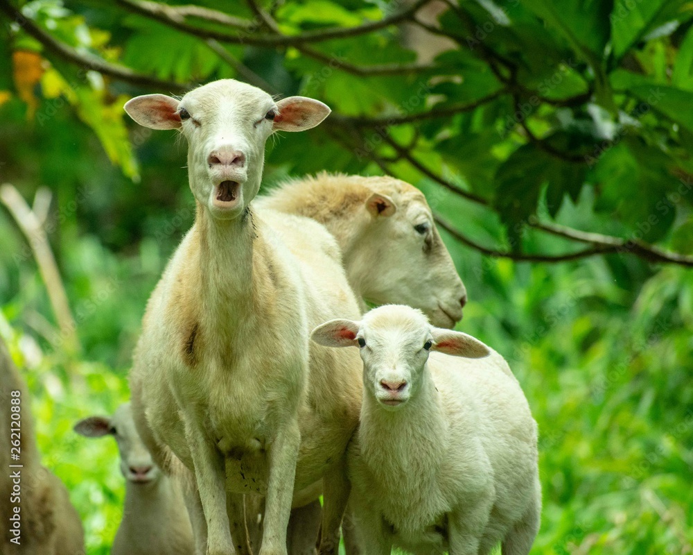 Sheep in Paradise Sheep in Paradise