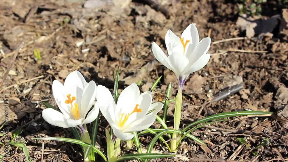 Sunny day spring. Bees pollinate crocus flowers in garden Sunny day spring. Bees pollinate crocus flowers in garden
