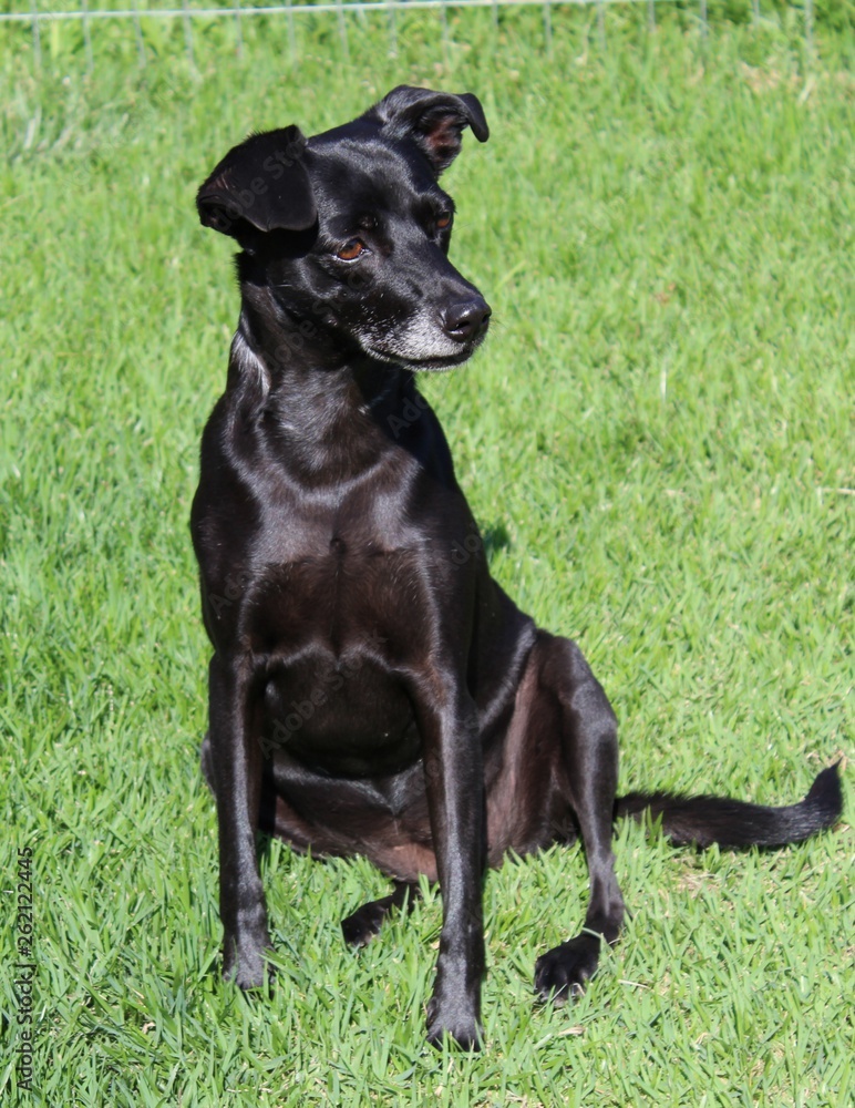 Black dog cão 