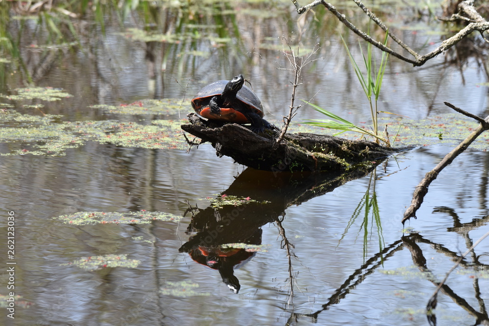 Red-Bellied Turle on a log in a pond Red-Bellied Turle on a log in a pond