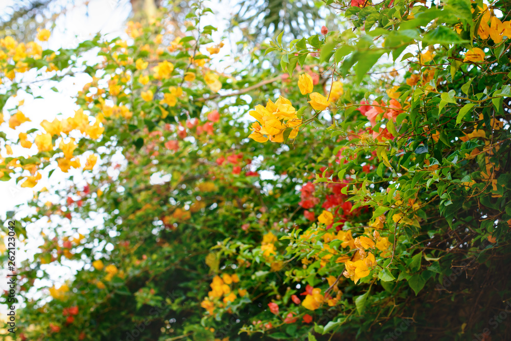Branch of beautiful yellow bougainvillea flowers, blurred background.