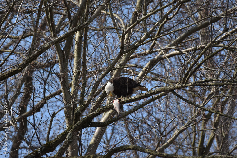 Bald Eagle eating a fish Bald Eagle eating a fish