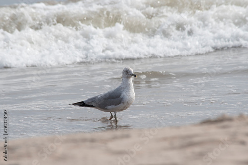 Ring Billed Gull in the Surf