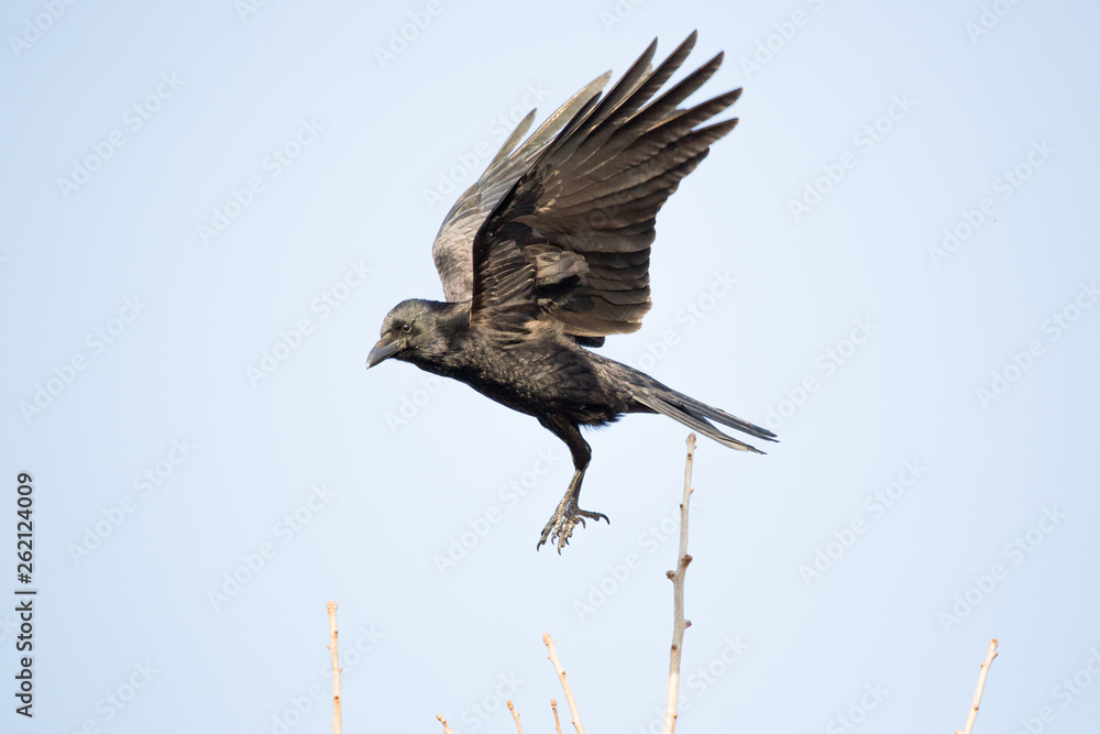 Obraz premium カラス