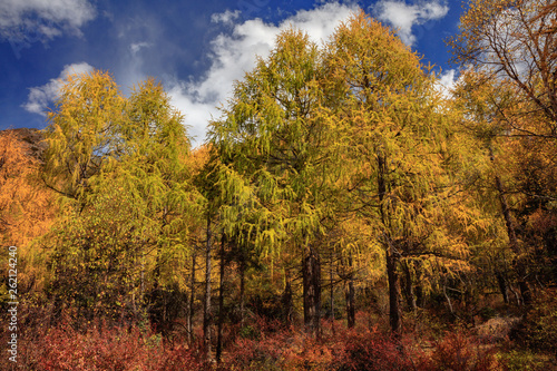 Fall Autumn Colors, Trees, Colorful Yellow Leaves, Golden and Red Leaves, Colorful Forest. Beautiful assortment of colorful trees, blue sky and sunshine. Layers of trees, background graphic