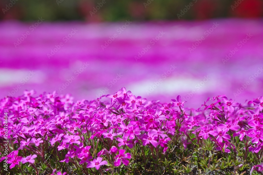 シバザクラ 芝桜 シバザクラ 芝桜