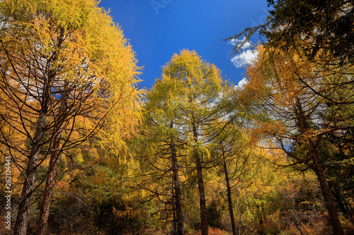 Fall Autumn Colors  Trees  Colorful Yellow Leaves  Golden and Red Leaves  Colorful Forest. Beautiful assortment of colorful trees  blue sky and sunshine. Layers of trees  background graphic