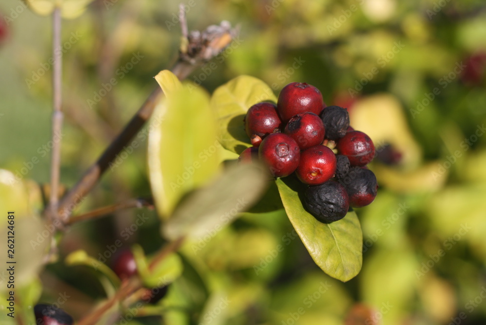 red berries on branch red berries on branch