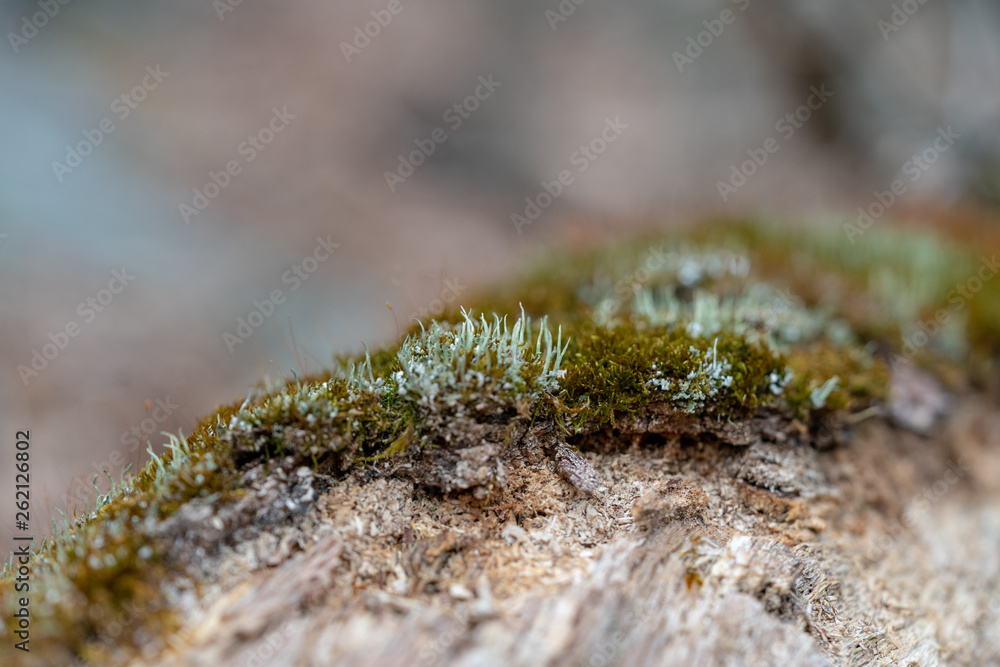 tree moss tree moss