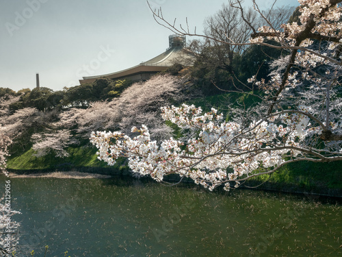 Chiyoda, Tokyo / Japan - April 04 2019: Beautiful lake in Chidorigafuchi, surrounding the Imperial Palace, and with hundreds of sakura trees, very nice boat riding