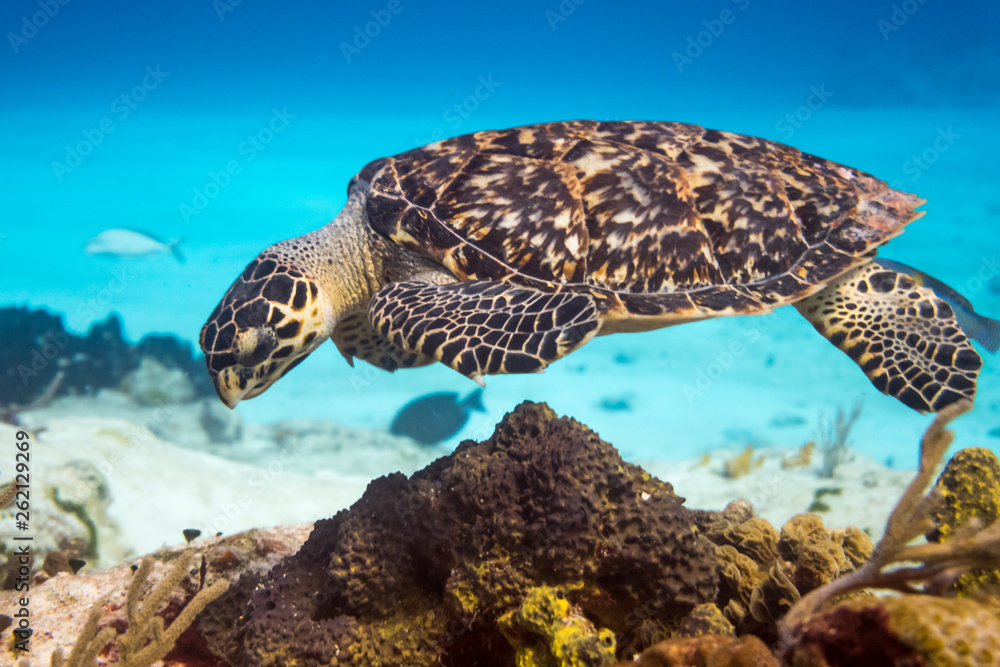 Obraz premium Hawksbill Turtle