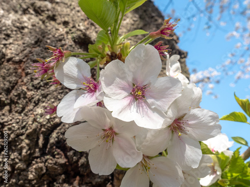Chiyoda, Tokyo / Japan - April 04 2019: Beautiful lake in Chidorigafuchi, surrounding the Imperial Palace, and with hundreds of sakura trees, very nice boat riding