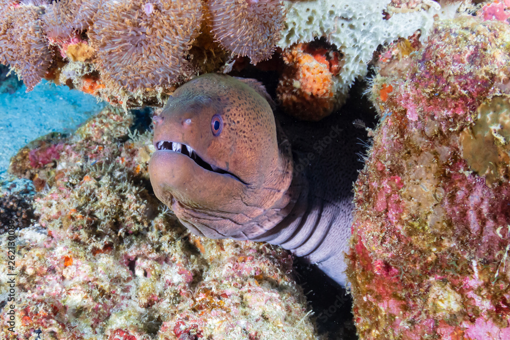 Fototapeta premium Large Giant Moray Eel in a hole on a colorful tropical coral reef