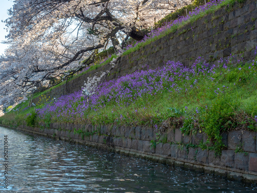 Chiyoda, Tokyo / Japan - April 04 2019: Beautiful lake in Chidorigafuchi, surrounding the Imperial Palace, and with hundreds of sakura trees, very nice boat riding