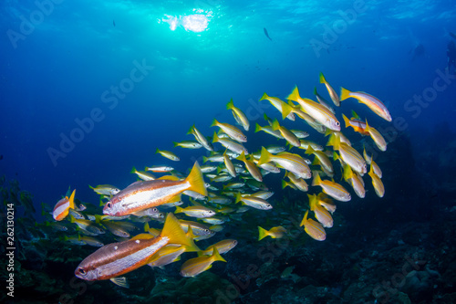 Colorful tropical fish on a coral reef in the Andaman Sea