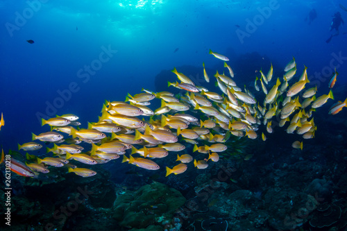 Colorful tropical fish on a coral reef in the Andaman Sea