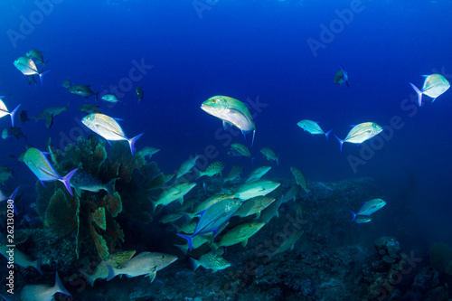 Trevally and Emperor hunting on a dark coral reef