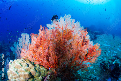 Colorful tropical coral reefscape