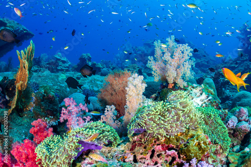 Fototapeta Naklejka Na Ścianę i Meble -  Colorful tropical fish on a coral reef in the Andaman Sea