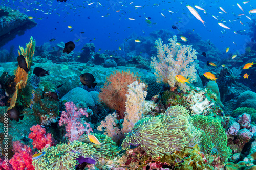 Fototapeta Naklejka Na Ścianę i Meble -  Colorful tropical fish on a coral reef in the Andaman Sea