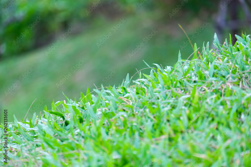selective focus green field. selective focus green field.