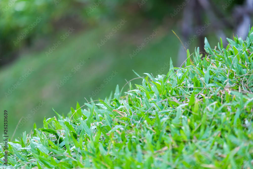 selective focus green field. selective focus green field.