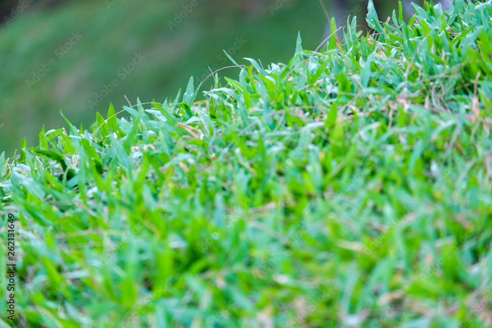 selective focus green field. selective focus green field.