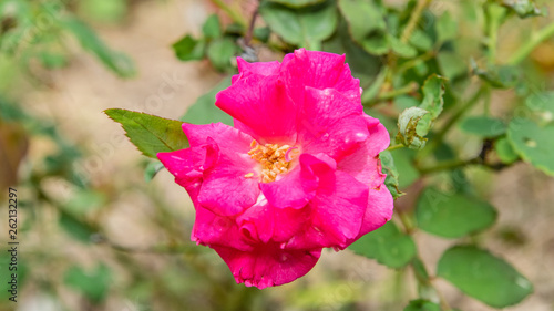 Wallpaper Mural Bud red rose close-up  Torontodigital.ca
