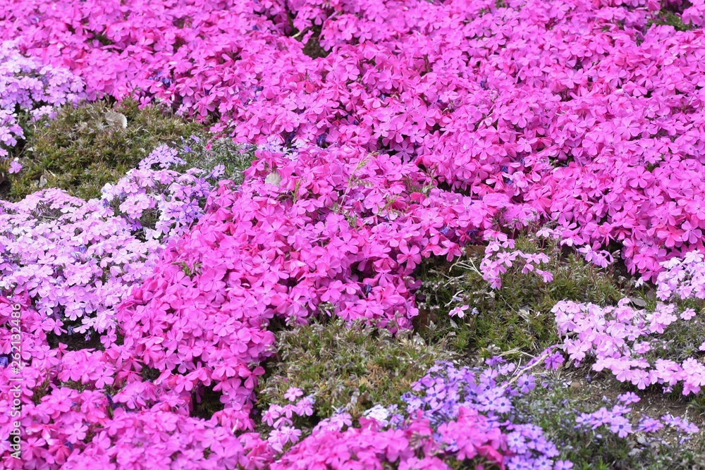 Moss phlox / Phlox subulata Moss phlox / Phlox subulata