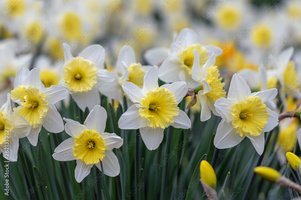 Daffodils Daffodils