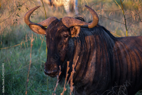 Wildebeest, Kruger