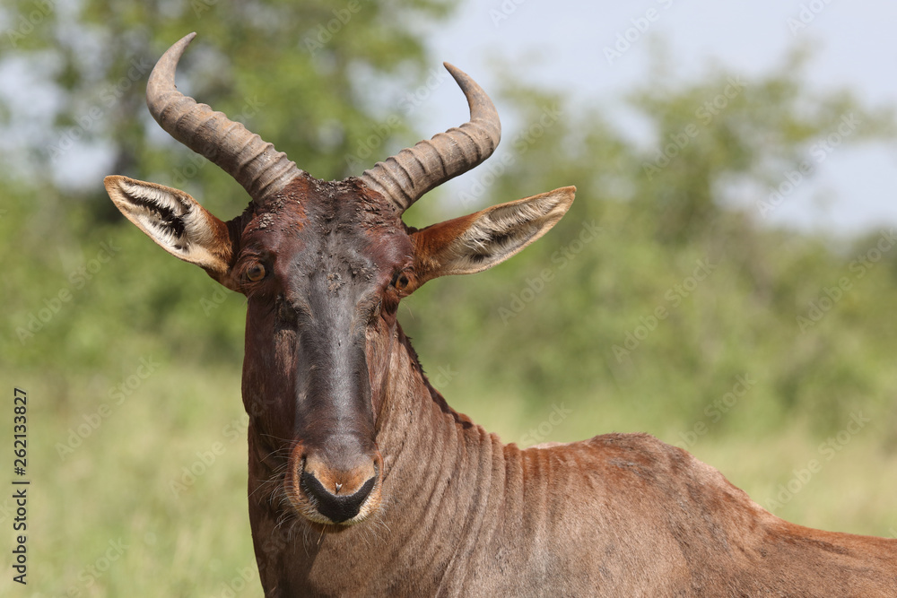 Leierantilope oder Halbmondantilope / Common Tsessebe / Damaliscus lunatus