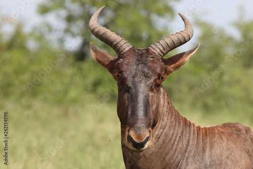 Leierantilope oder Halbmondantilope   Common Tsessebe   Damaliscus lunatus