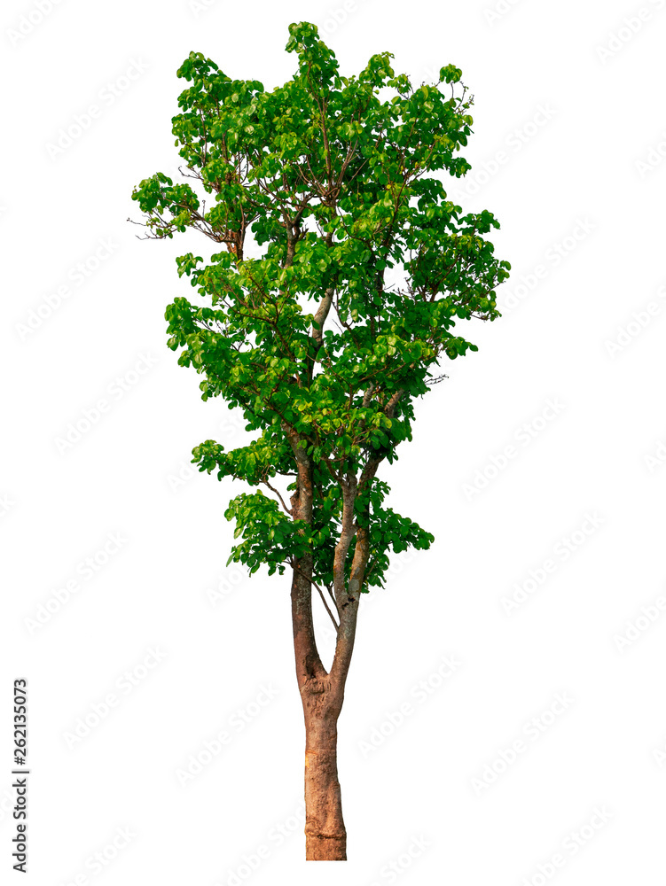 Isolated natural trees on white background high resolution for graphic decoration.