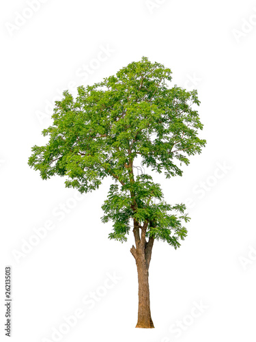 Isolated natural trees on white background high resolution for graphic decoration.