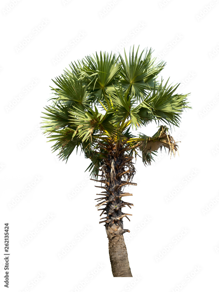 Palm tree isolated on white background with high quality clipping path. Can used in architectural design or Decoration work. Suitable for natural articles fine print / web page. Palm tree isolated on white background with high quality clipping path. Can used in architectural design or Decoration work. Suitable for natural articles fine print / web page.