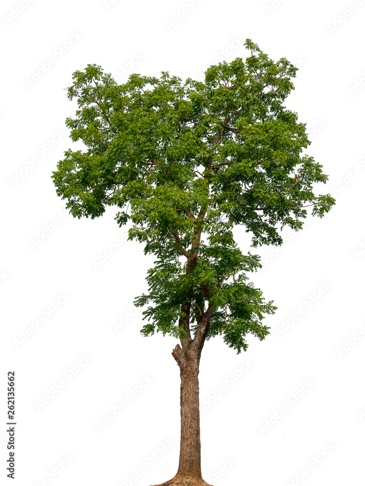 Trees isolated on white background with clipping paths for garden design , architectural design , Decoration work , Used with natural articles both on print and website. Trees isolated on white background with clipping paths for garden design , architectural design , Decoration work , Used with natural articles both on print and website.