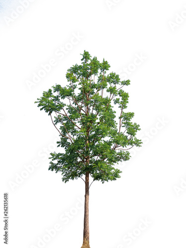Trees isolated on white background with clipping paths for garden design , architectural design , Decoration work , Used with natural articles both on print and website.