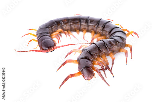 centipede isolated on white background © pisut
