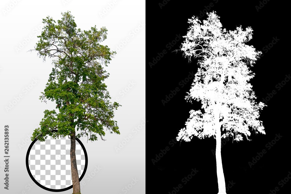 Trees on transparent background with clipping path and alpha channel on ...