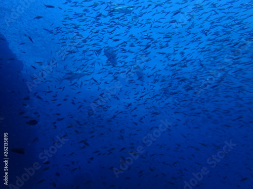 小魚の海を泳ぐ大型アジのグループ