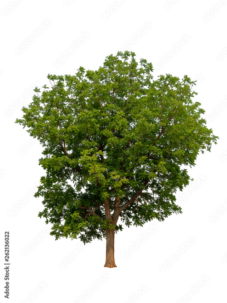 Trees isolated on white background with clipping paths for garden design , architectural design , Decoration work , Used with natural articles both on print and website.