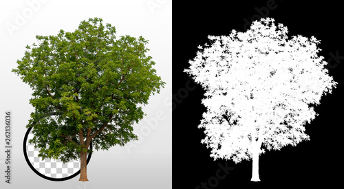 Trees on transparent background with clipping path and alpha channel on black background. Can use in architectural design, Decoration work, Used with natural articles both on print and website.