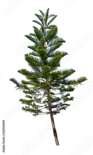 Fir tree on white background with clipping path. Can use in architectural design, Decoration work, Used with natural articles both on print and website.