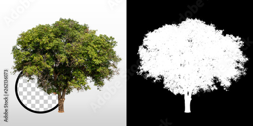 Mango tree on transparent background with clipping path and alpha channel on black background. Can use in architectural design, Decoration work, Used with natural articles both on print and website.