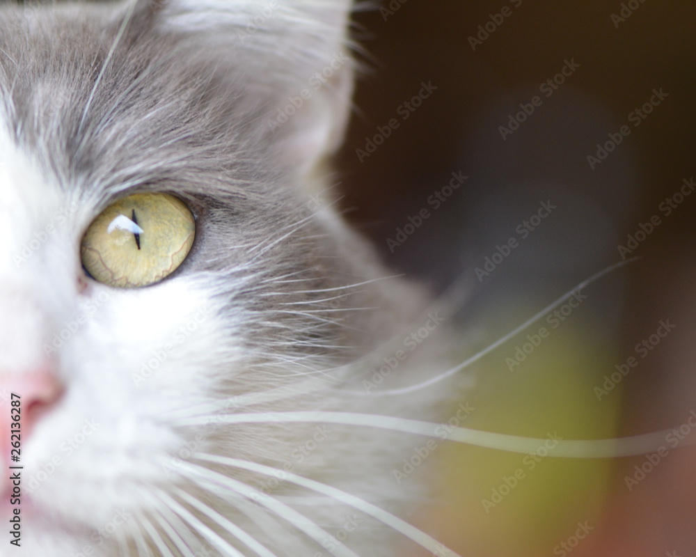portrait of a cat portrait of a cat