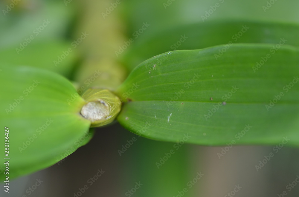 drops on green leaf drops on green leaf